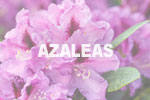 azaleas