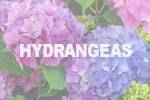 hydrangeas