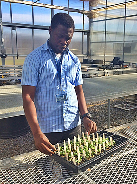 student growing canola