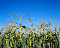 cornfield