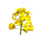 canola bloom