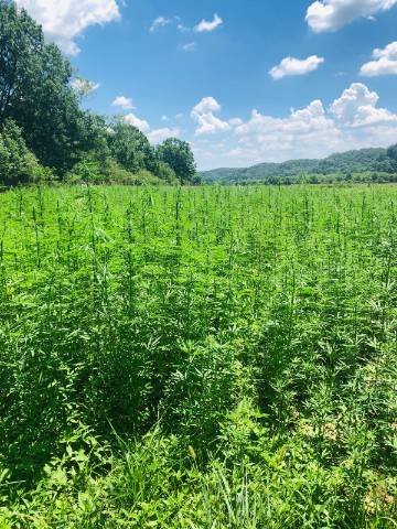 A field of industrial (fiber) hemp