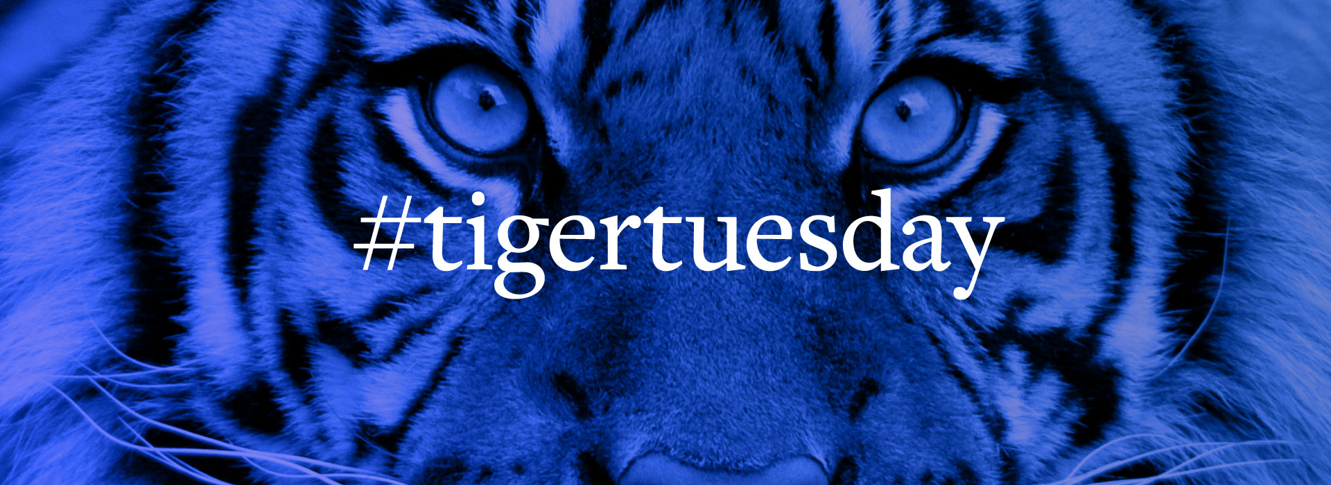 #TigerTuesday